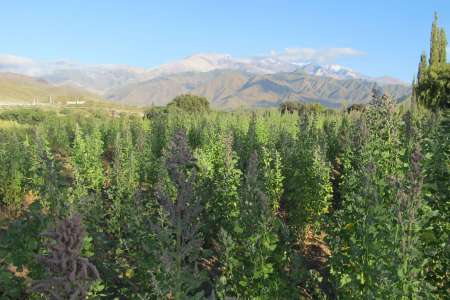 Plantación de quinoa en el Hotel